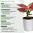 3-Piece Live Plants Set 