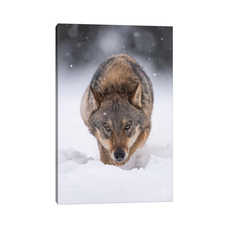 Wolf Hunting In The Snow by Dick Van Duijn - Wrapped Canvas Print, 66.04 cm H x 45.72 cm W x 1.91 cm D