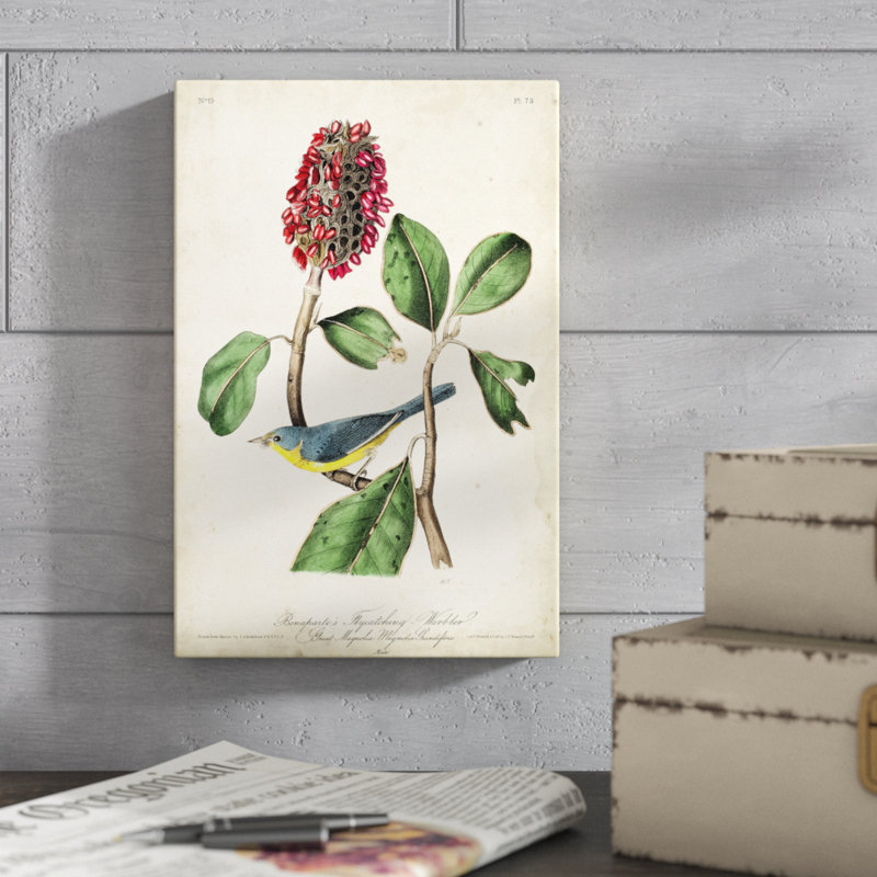 «Bonapartes Flycatching Warbler» par James Audubon, reproduction d'art sur toile, H 12 po x l 8 po