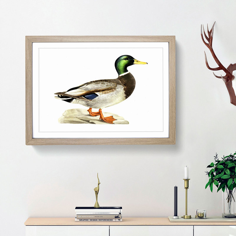 A Mallard Duck by Von Wright - Single Picture Frame Painting, Oak Framed, 45cm H x 63cm W x 2cm D