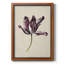 Antique Antique Tulip Study IV, toile encadrée de qualité supérieure - prête à être accrochée-974080492