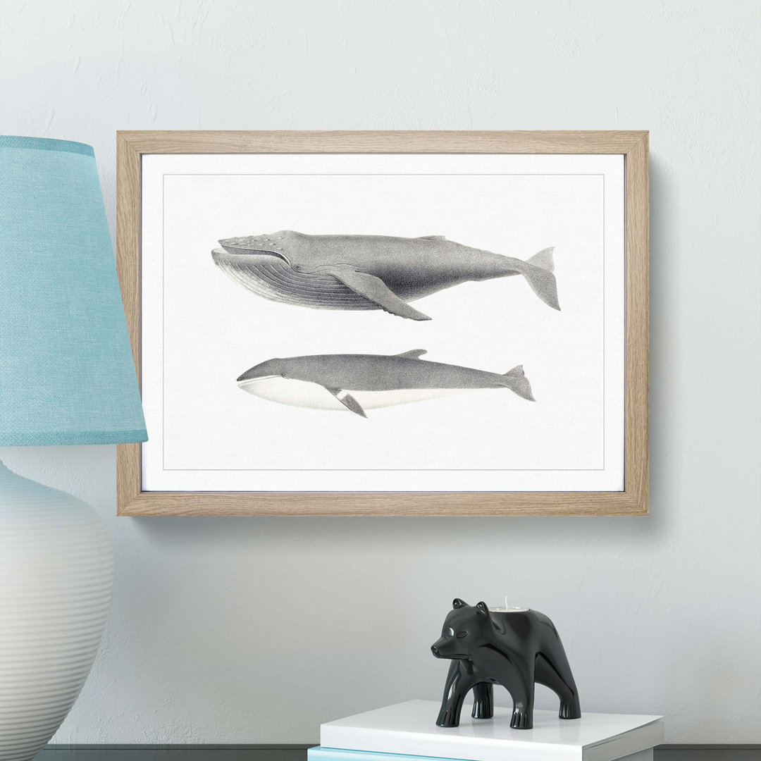 Humpback & Minke Whale by C.M. Scammon - Framed Print