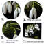 «Minimalims Snowdrops Still Life - Snowdrops», ensemble d'art sur toile-1779964340-1779964338