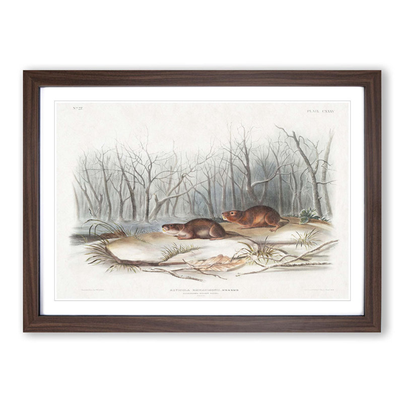 Meadow Mouse by J.W. Audubon - Picture Frame Painting Print, Walnut Framed, 27cm H x 36cm W x 2cm D