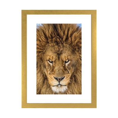 " Serious Lion " by Mike Centioli