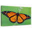 Joli papillon monarque