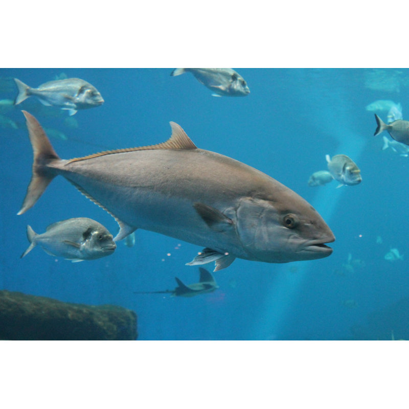 Tuna Fish Underwater by Cheekylorns - Wrapped Canvas Print, 51cm H x 76cm W x 3.8cm D