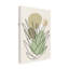 Jay Stanley, agave abstraite colorée 2 sur toile-2110910935