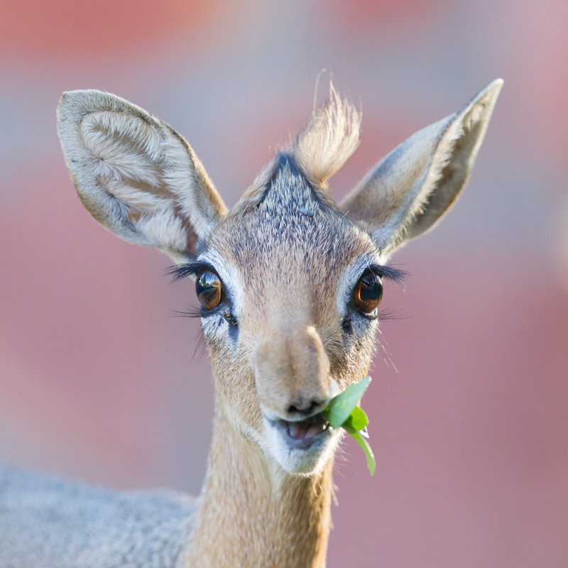 Kirk Dik-Dik - Wrapped Canvas Print, 30cm H x 30cm W x 3.8cm D