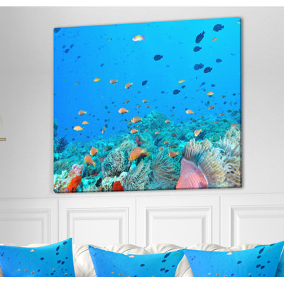 « colonie of maldives anemone fish », impression