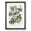 Bluecrown Passion Flowers by R.J. Thornton - Picture Frame Graphic Art Print-55544319-55544318