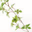Meadowood Japanese Dodan Branch 50"