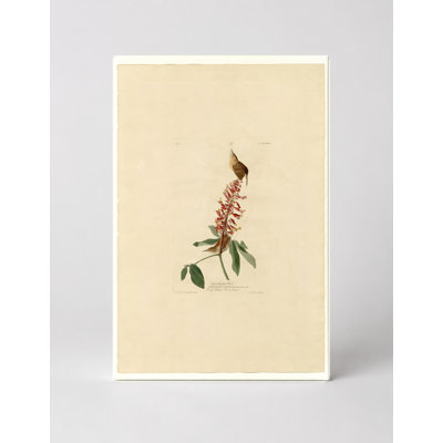 Great Carolina Wren (1827) - Portrait, art mural sur toile