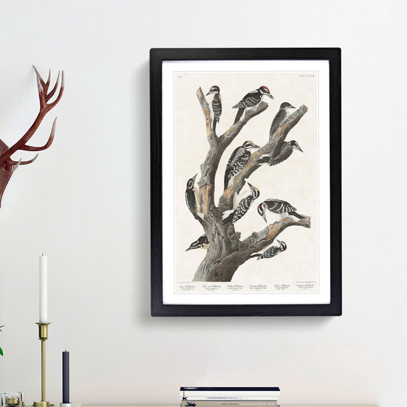 Woodpeckers by John James Audubon - Picture Frame Painting Print, Black Framed, 48cm H x 36cm W x 2cm D