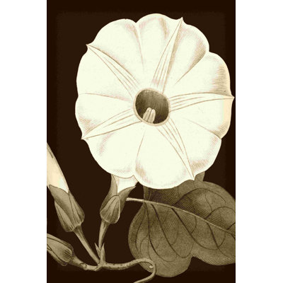 " Glorious Blooms I " by Vision Studio