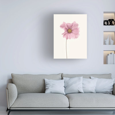 Cosmos Flower