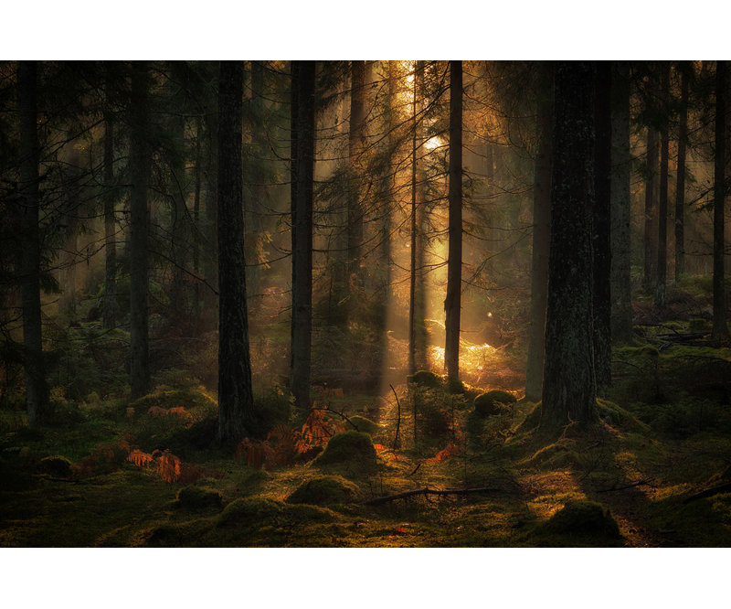 Wrapped Canvas Print, 50.8 cm H x 76.2 cm W