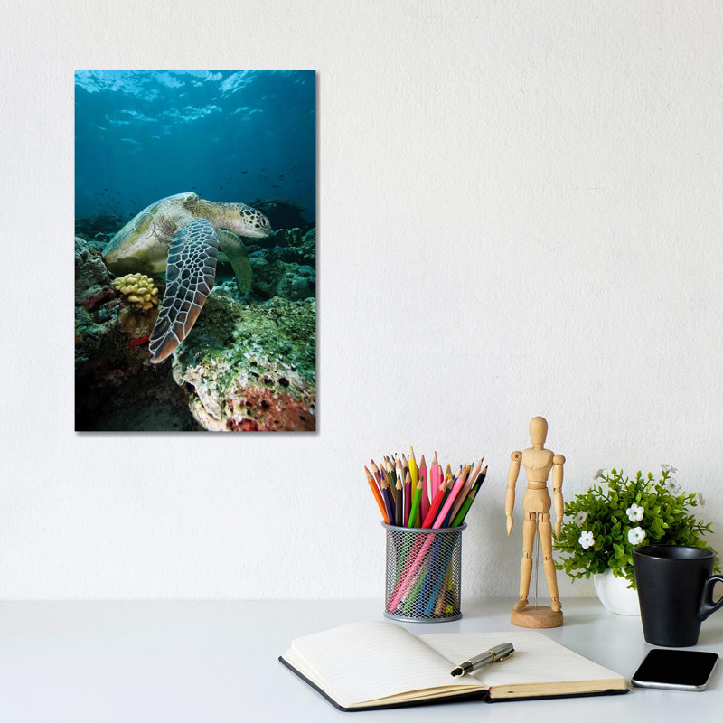 Green Sea Turtle On Coral Reef, Endangered, Sipadan Island, Celebes Sea, Borneo by Hiroya Minakuchi - Wrapped Canvas Print