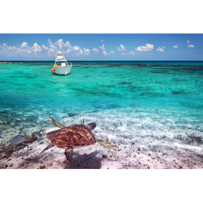Audet Turtle - Wrapped Canvas Print