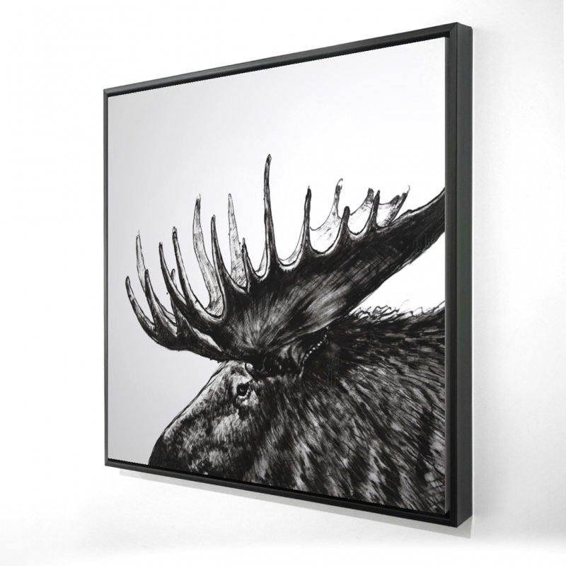 " Moose Plume "