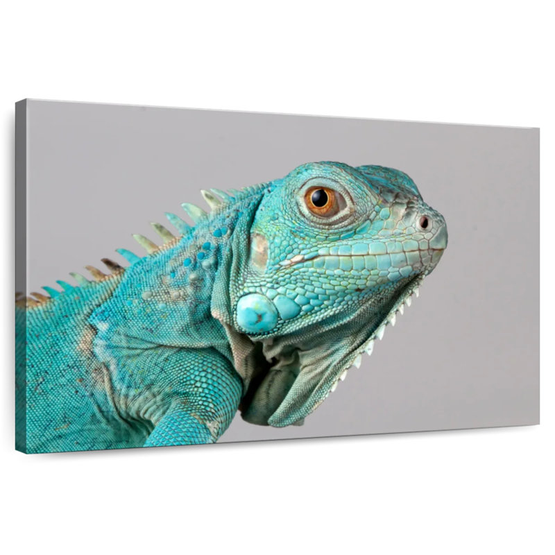 Iguane bleu ronce, H 26 po x l 39 po