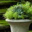 Linwood Handmade Planter-13938955