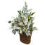 28 plantes