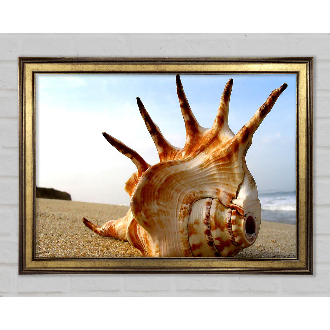 Gerahmter Fotodruck Whelk Shell On The Beach