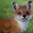 Fox Pup Standing Statue