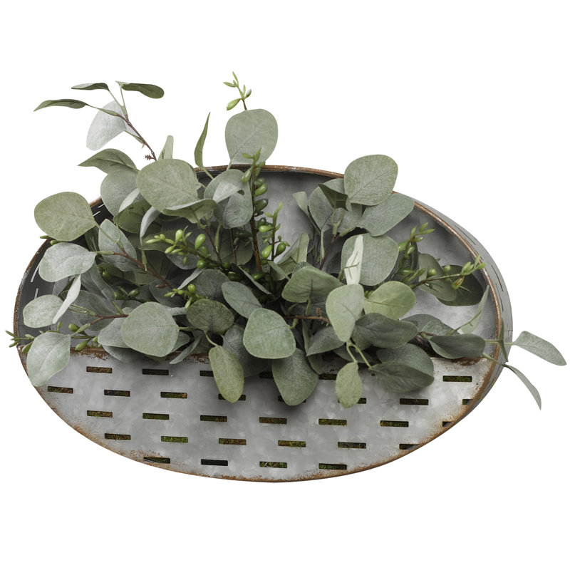 Plante de pulvérisation en eucalyptus dollar