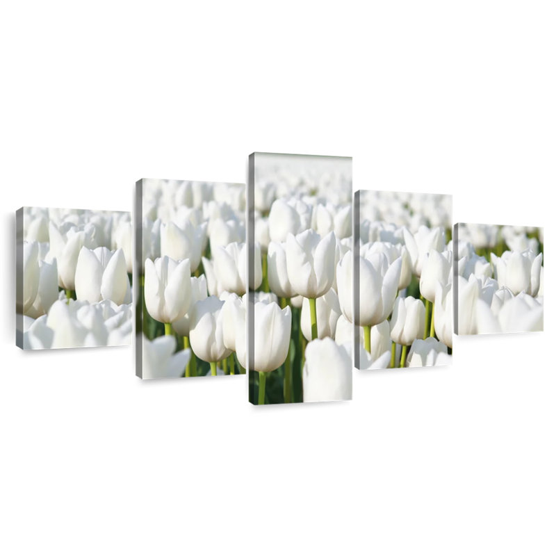 Tulipes blanches sans fin, H 30 po x l 68 po