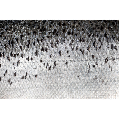 Raw Salmon Skin - Wrapped Canvas Print