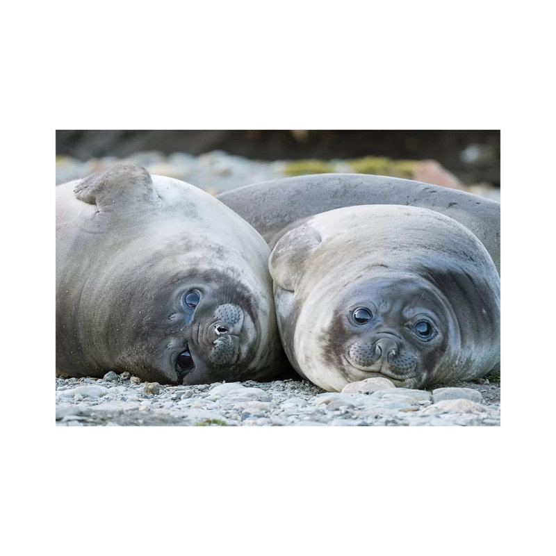 Southern Elephant Seal Weaned Pup On Beach. by Martin Zwick - Wrapped Canvas Print, 20.32 cm H x 30.48 cm W