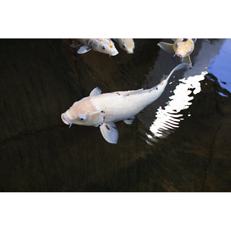 Libert? III Print by Karyn Millet, 30" H x 45" W x 1.5" D, Image Brush Gel