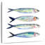 Bramine sardine équipe I