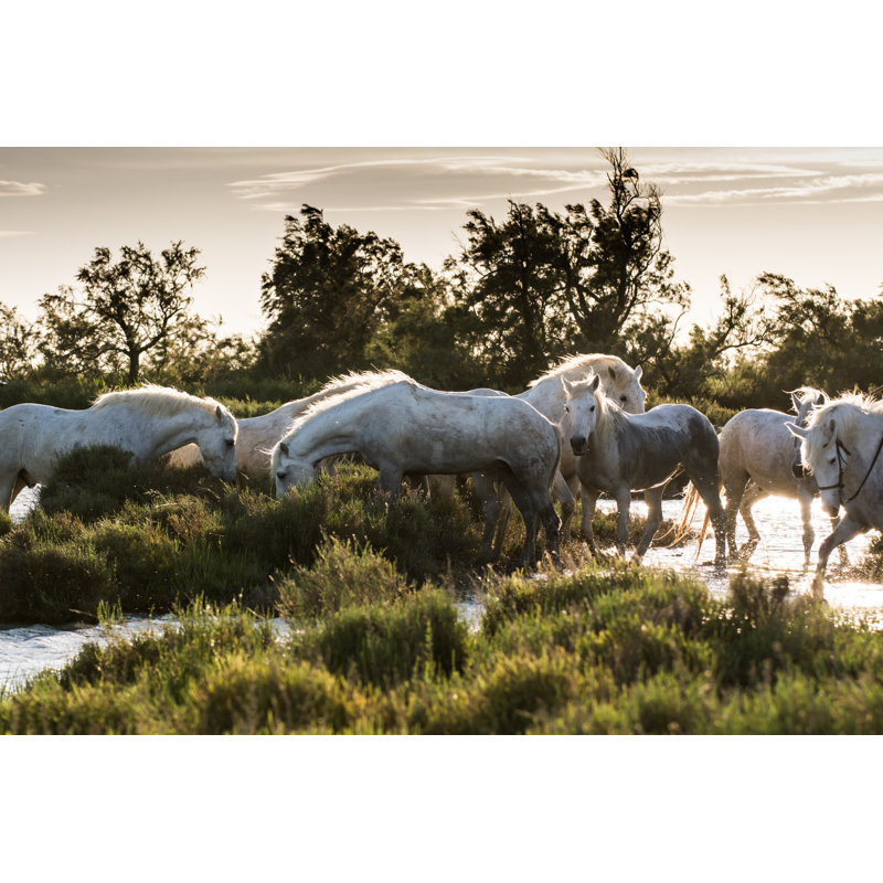 White Horses Of Camargue by Cavallapazza - Wrapped Canvas Print, 20cm H x 30cm W