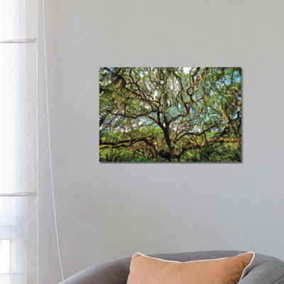 Live Oak Tree Canopy with Spanish Moss, Charleston, South Carolina 1 Piece Wrapped Canvas Wall Art