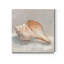 «Impressionist Shell Study III», reproduction d'art sur toile tendue-1715551157
