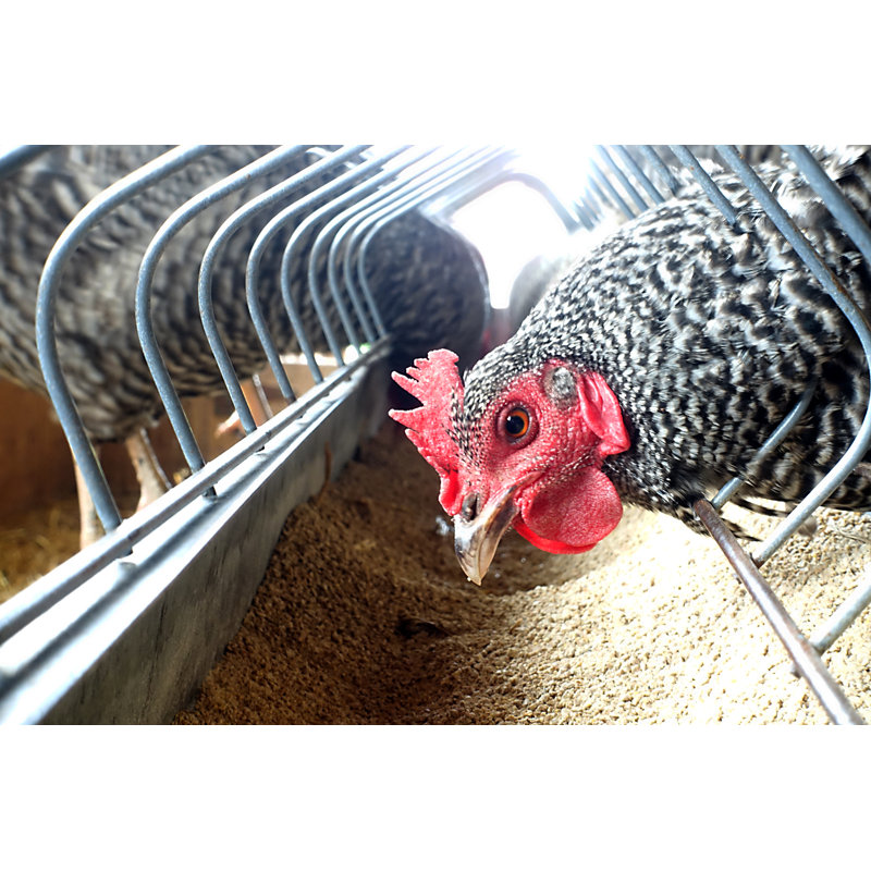Chicken Feeding - Wrapped Canvas Print, 51cm H x 76cm W x 3.8cm D