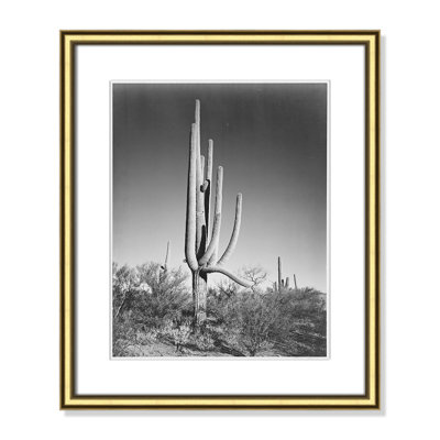 Cactus In Saguaro National Monument In Arizona by Ansel Adams