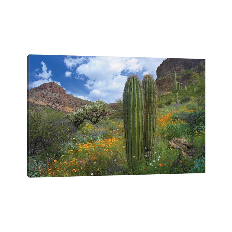 Saguaro Amid Flowering Lupine, California Brittlebush, Organ Pipe Cactus National Monument, Arizona and Desert Golden Poppies II 1 Piece Wrapped Canvas Wall Art