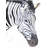 Zebra Print On Canvas