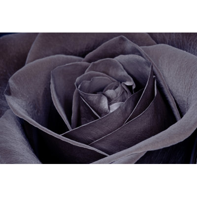 Black Rose by Slobo - Wrapped Canvas Print