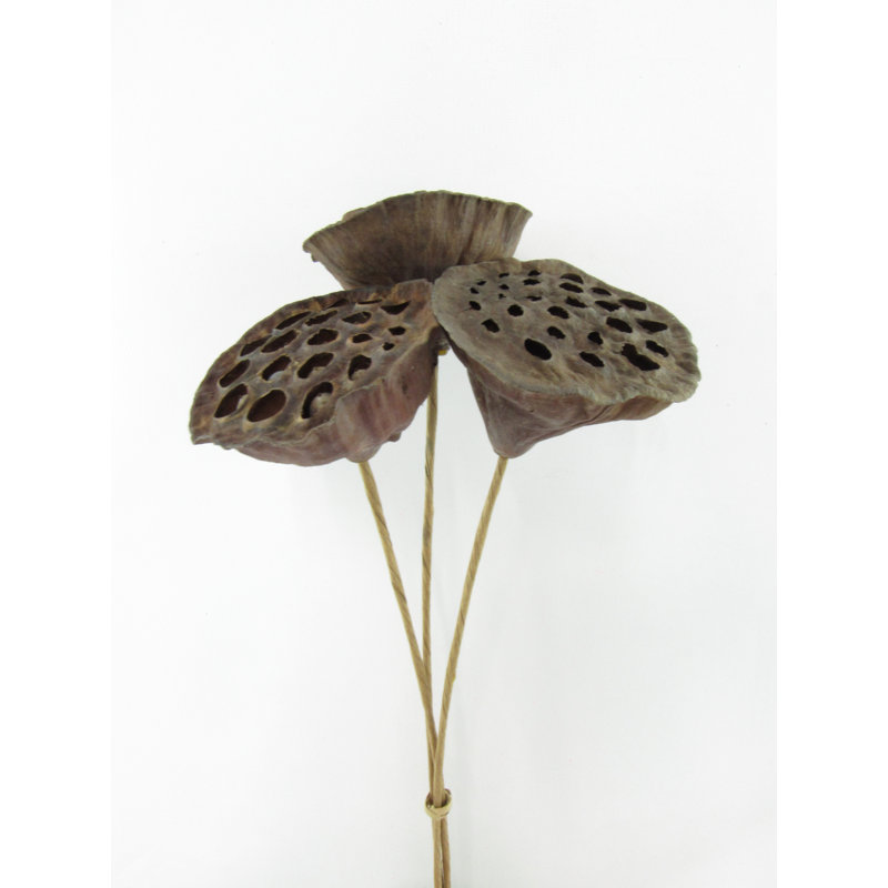 POTS DE LOTUS NATUREL SUR TIGES