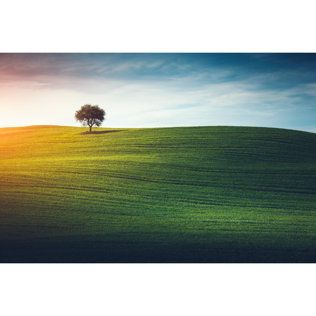 Einsamer Baum in der Toskana von Borchee - Leinwandbild