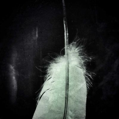 " Krista Glavich White Feather " by Krista Glavich