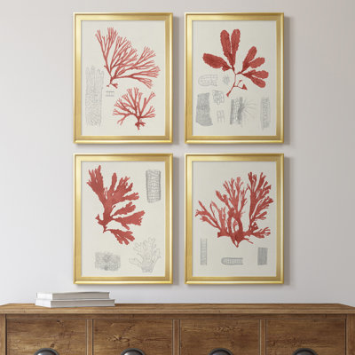 «Vintage Coral Study I», toile encadrée de qualité supérieure - prête à être accrochée