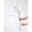 Spring Spring Branch - 37 po-1351213168-1351213181