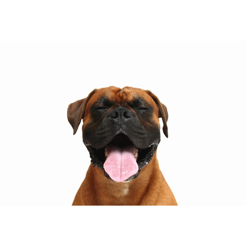Boxer Dog Smiling by Walik - No Frame Print on Canvas, 30cm H x 46cm W