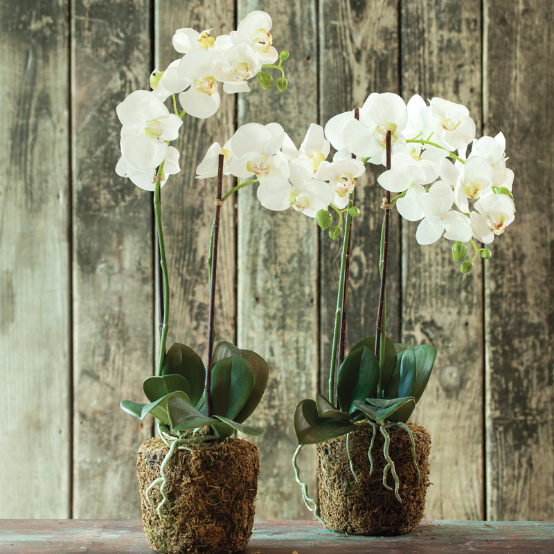 Conservatory Orchid Drop-In, 23" H x 6.5" W x 6.5" D